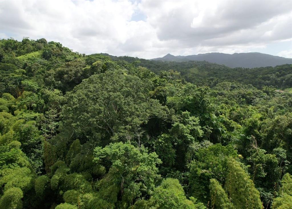 An aerial view of a dense, lush green tropical forest with mountains in the distance — 14, CAMINO FRANK ORTIZ KM 12.3, MAYAGUEZ, PR