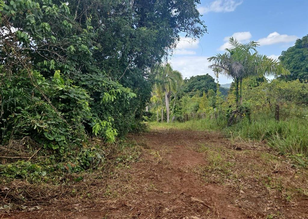 A dirt path leads through a rural landscape with dense trees and a palm tree — 14, CAMINO FRANK ORTIZ KM 12.3, MAYAGUEZ, PR