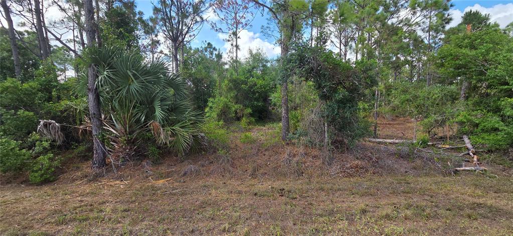 A wooded lot features a large palmetto plant and scattered trees under a blue sky — 27408 MANDALAY DRIVE, PUNTA GORDA, FL