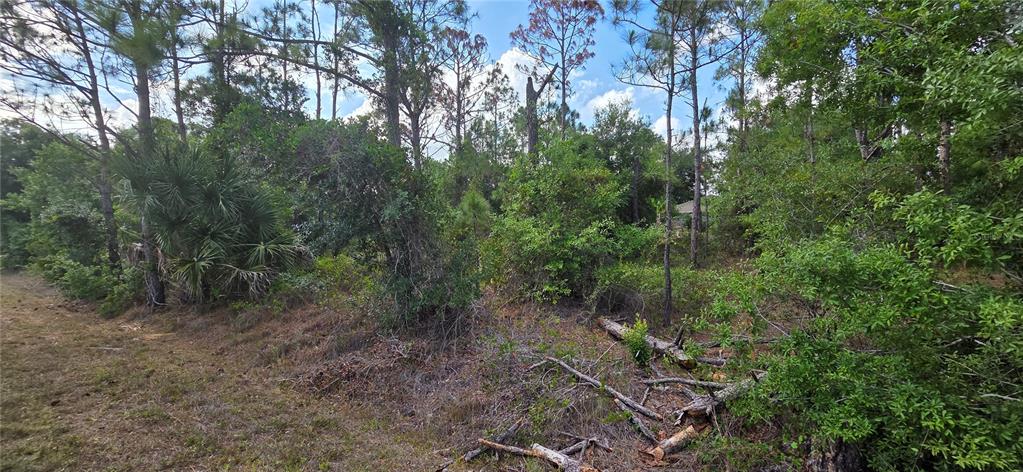 A wooded lot with tall pine trees, dense undergrowth, and scattered fallen branches — 27408 MANDALAY DRIVE, PUNTA GORDA, FL