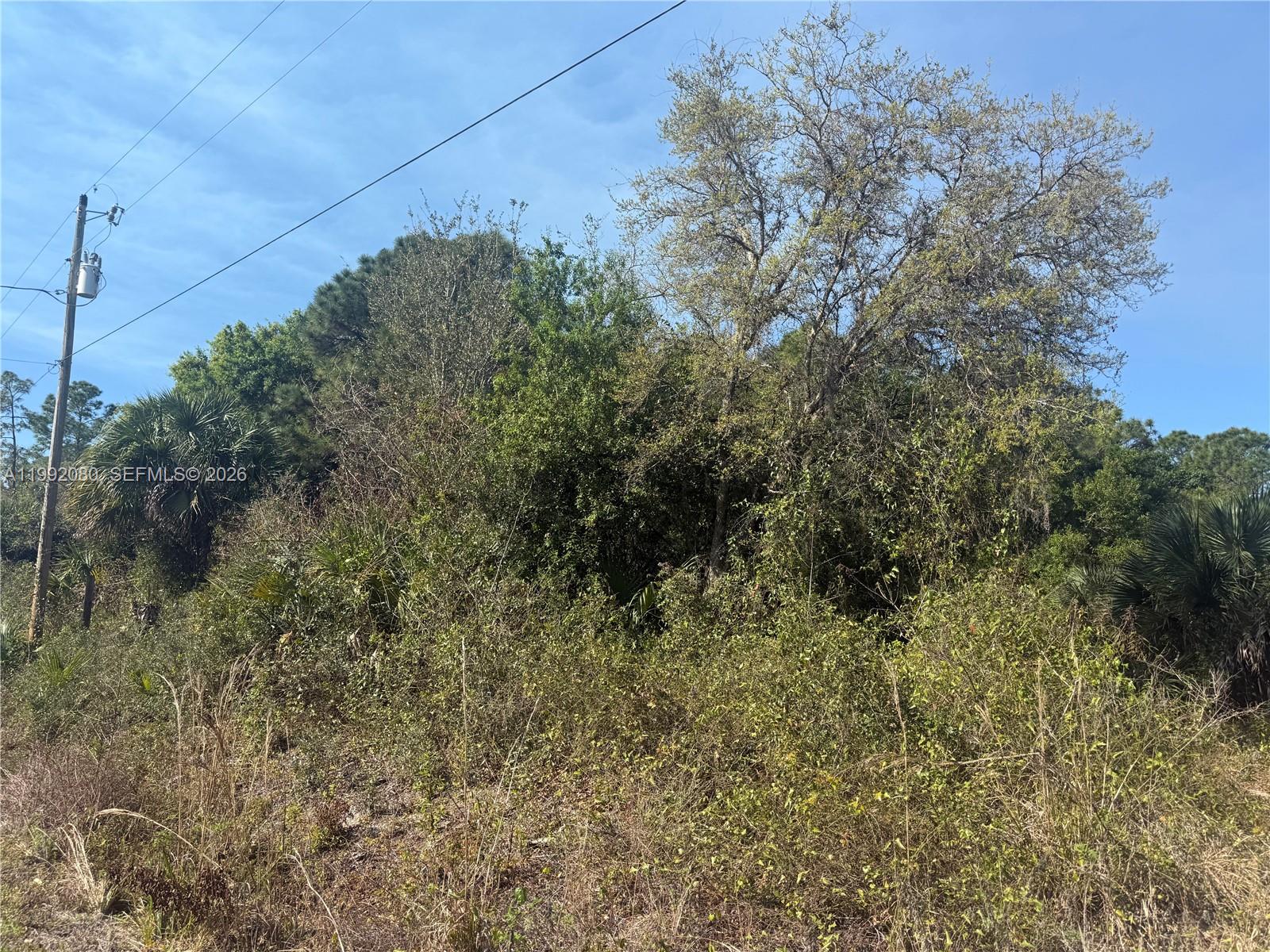A dense, overgrown lot features a utility pole and various trees under a blue sky — 240 S ESTRIBO ST, Clewiston FL 33440, CLEWISTON, FL