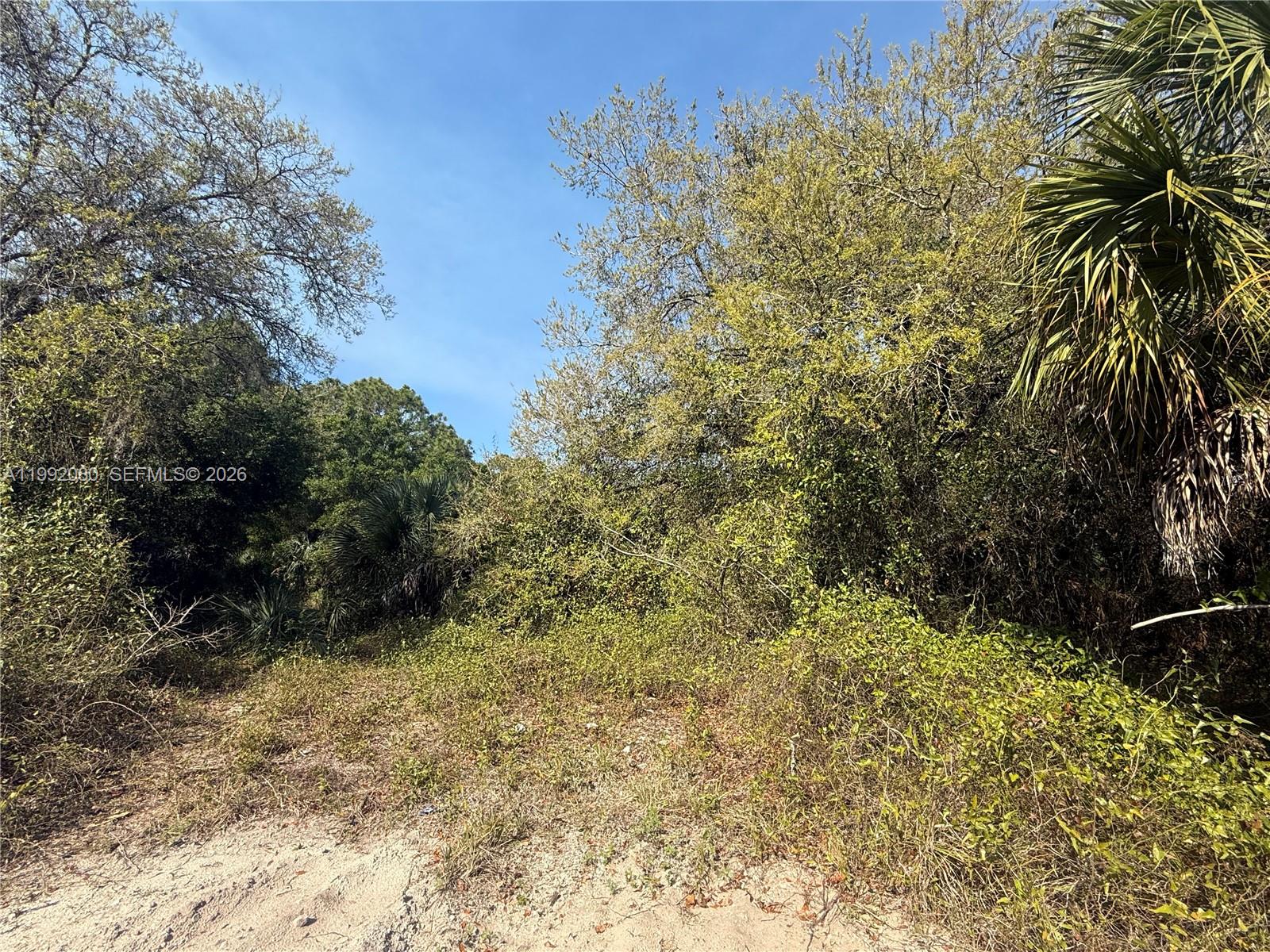 A sandy path leads into a dense area of trees and overgrown vegetation — 240 S ESTRIBO ST, Clewiston FL 33440, CLEWISTON, FL