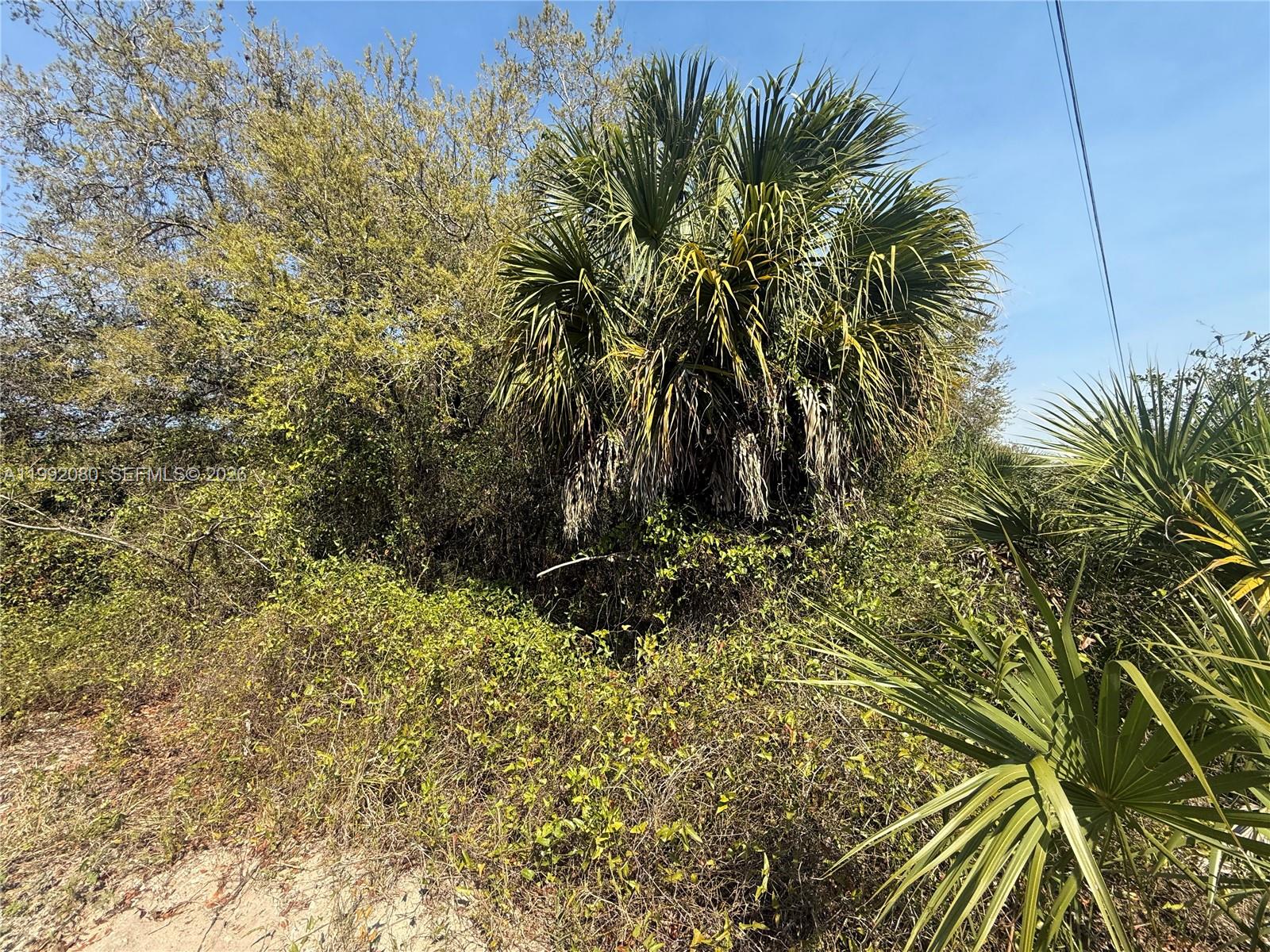 A large palm tree stands amidst dense brush and vegetation under a clear blue sky — 240 S ESTRIBO ST, Clewiston FL 33440, CLEWISTON, FL