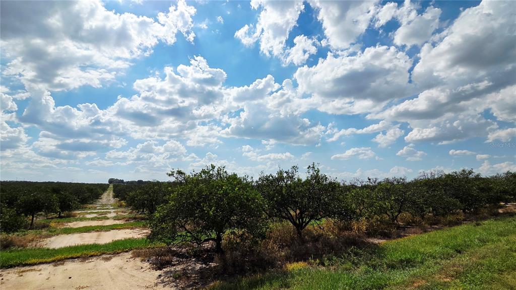 A view of rows of citrus trees in an orchard under a cloudy blue sky — 0 SEMINOLE ROAD, BABSON PARK, FL