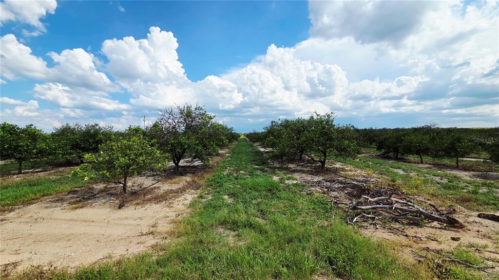A view down a grassy path between rows of citrus trees in an orchard — 0 SEMINOLE ROAD, BABSON PARK, FL