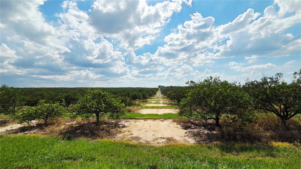 A wide view of a citrus grove with rows of trees and a sandy path — 0 SEMINOLE ROAD, BABSON PARK, FL