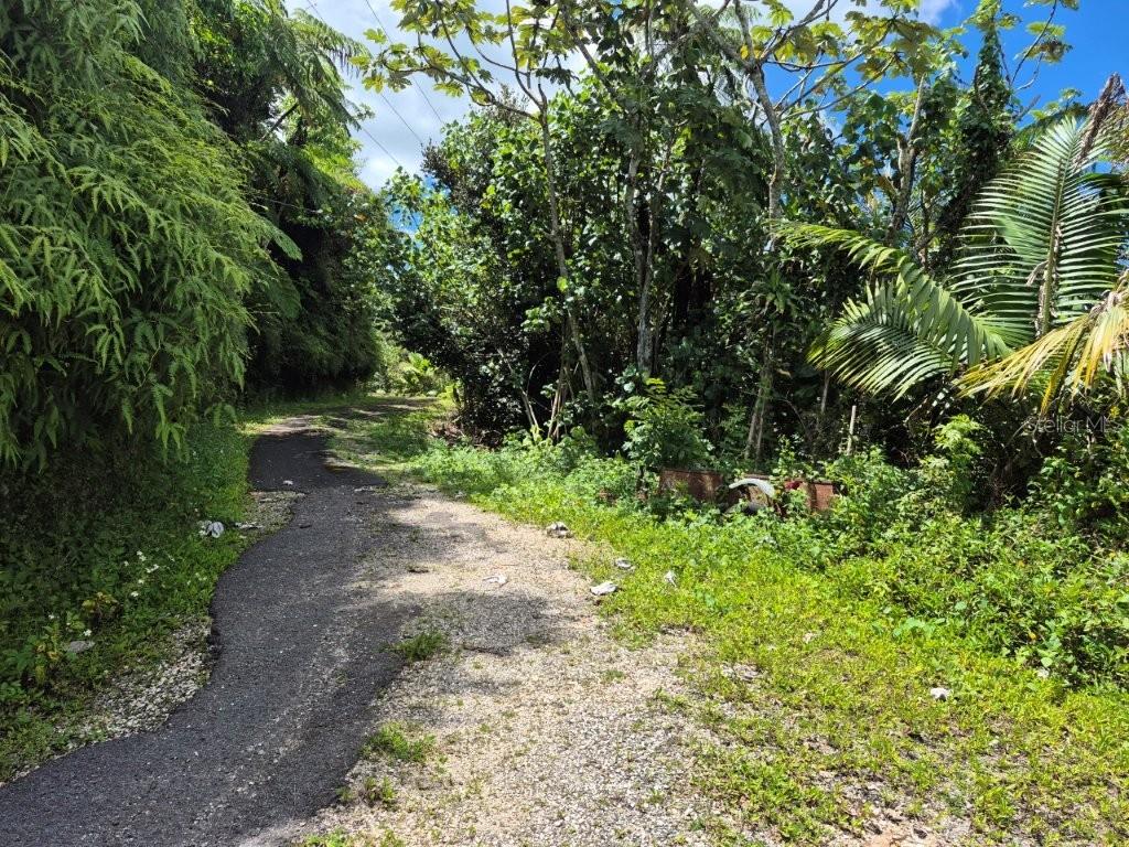 A narrow, partially paved road winds through a lush, green, tropical wooded area — KM 24.1 PR 143, JUANA DIAZ, PR