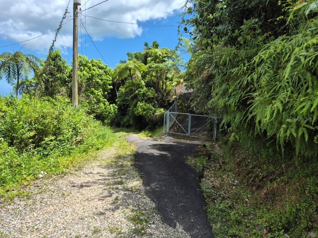 A paved driveway leads to a gated entrance surrounded by dense tropical vegetation and trees — KM 24.1 PR 143, JUANA DIAZ, PR