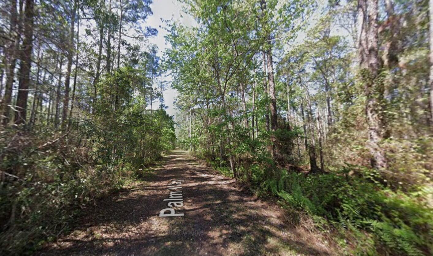 A dirt path leads through a dense forest of tall pine and deciduous trees — 418 Palm Way, FL 32139, FL