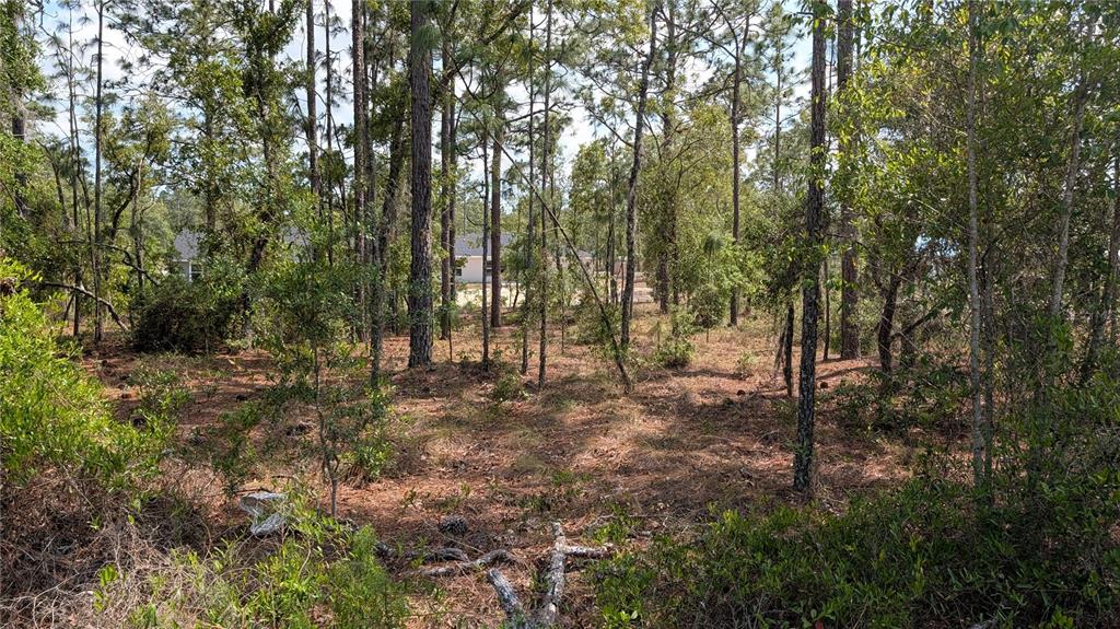 A wooded lot with pine trees and scattered brush in a residential area — lot 32 NW HEMLOCK AVENUE, DUNNELLON, FL