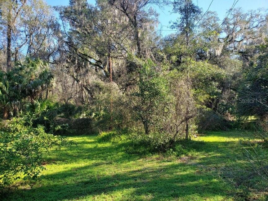 A grassy, wooded lot with mature trees and dense vegetation under a clear blue sky — 2929 SW 2ND COURT, GAINESVILLE, FL