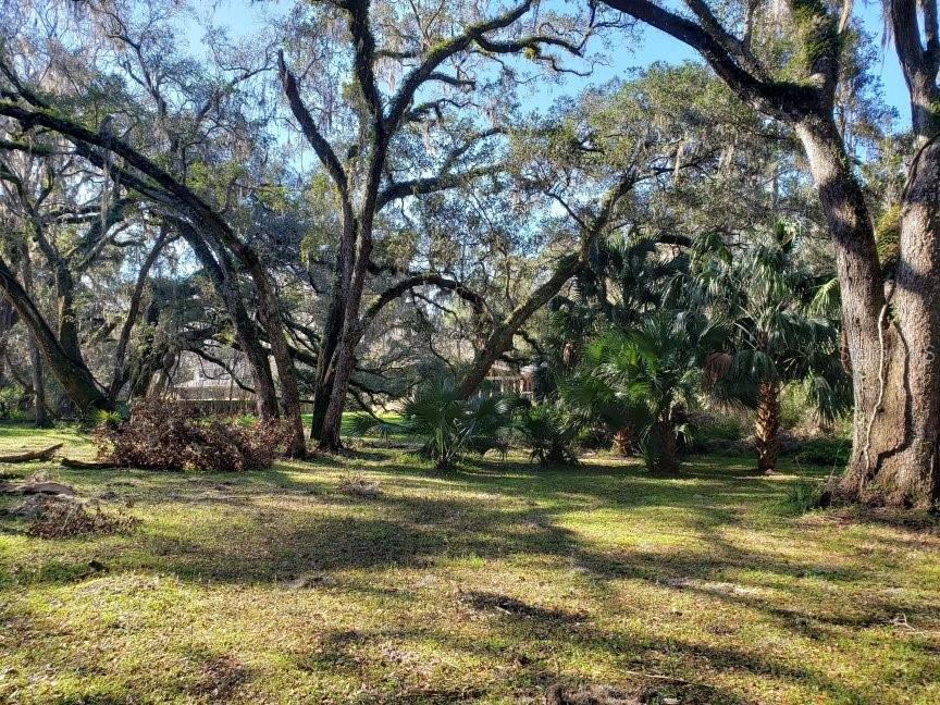 A grassy, wooded lot features large oak trees with Spanish moss and several palm trees — 2929 SW 2ND COURT, GAINESVILLE, FL