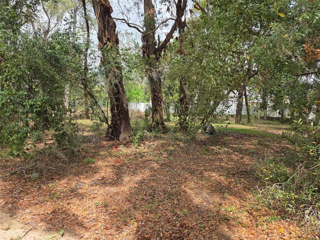 A wooded lot with several large trees and a layer of fallen leaves on the ground — KELLY LYNN COURT, ZEPHYRHILLS, FL