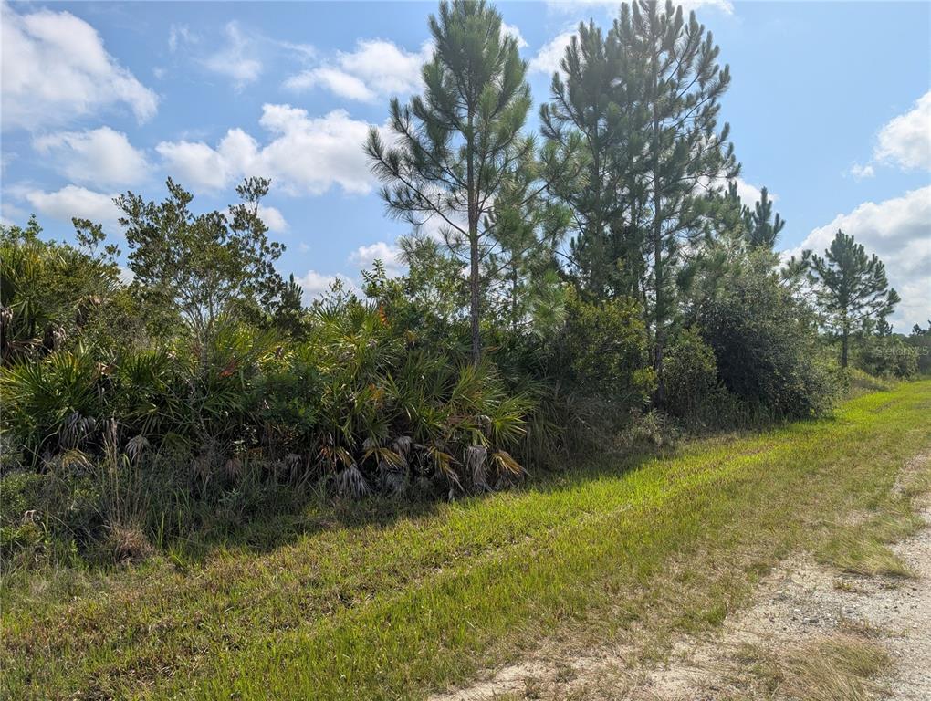 A grassy roadside borders a dense area of pine trees and saw palmetto bushes — 920 & 922 ALTHEA DRIVE, INDIAN LAKE ESTATES, FL