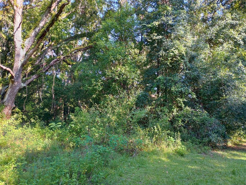 A grassy lawn leads to a dense, wooded area with mature trees and thick undergrowth — 11704 N LANDOVER TERRACE, CITRUS SPRINGS, FL