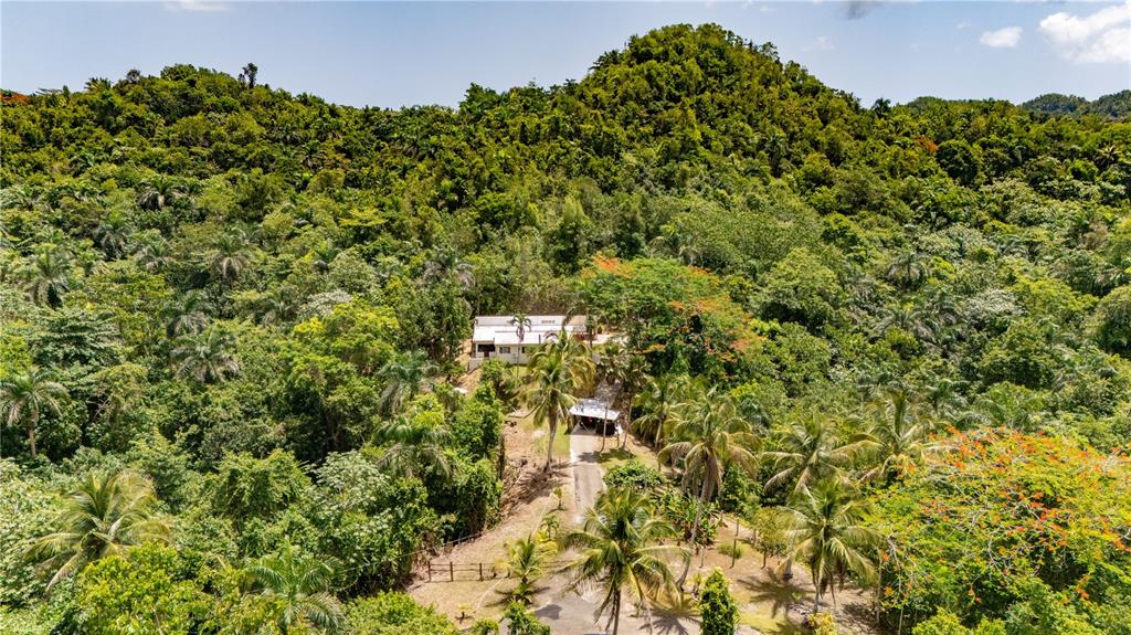An aerial view shows a white house nestled within a dense, lush tropical forest — Comm Cienguetas #33 BO ESPERANZA, ARECIBO, PR
