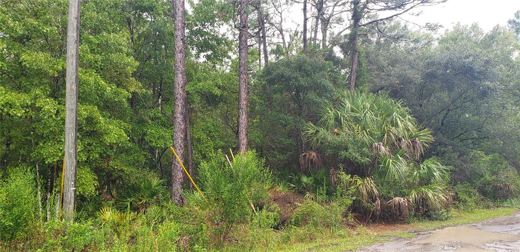 A wooded lot features tall pine trees, palmetto bushes, and a utility pole near a road — 1179 N TESSA TERRACE, CRYSTAL RIVER, FL
