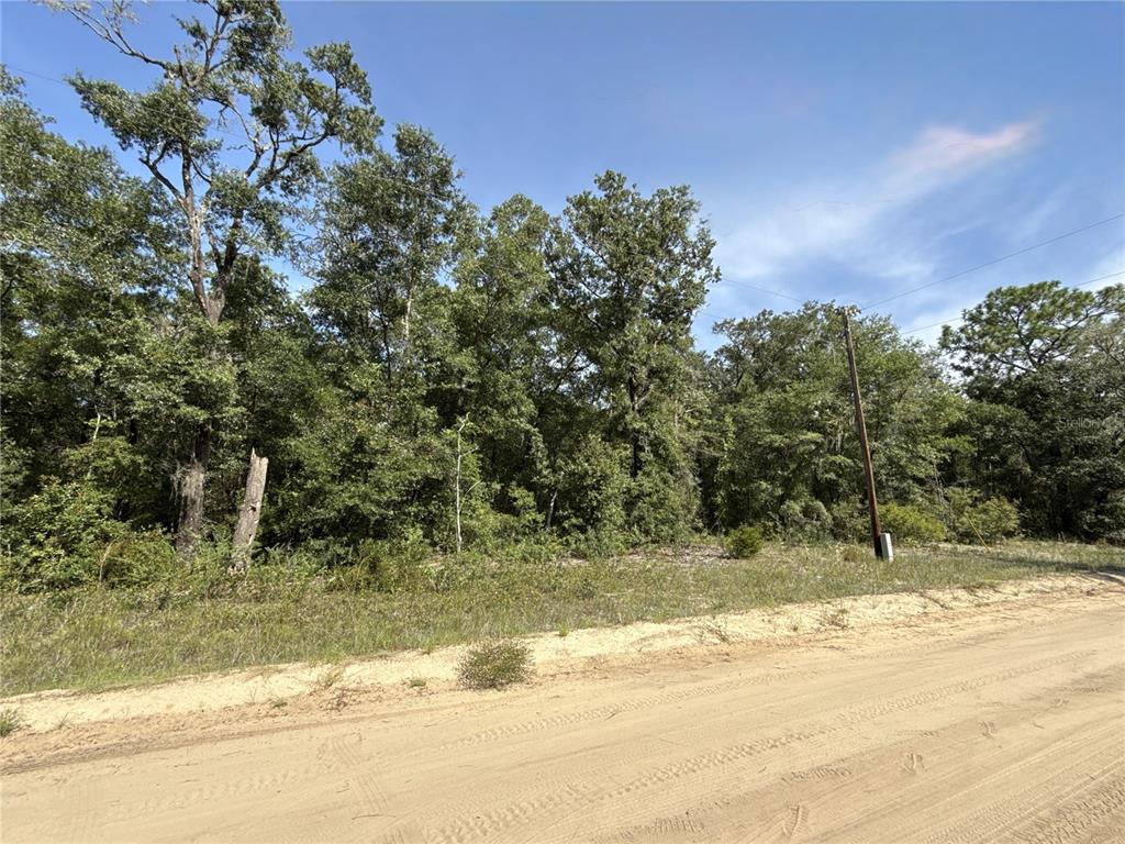 A dirt road runs in front of a wooded lot with tall trees — 0 GLORIA AVENUE, INTERLACHEN, FL