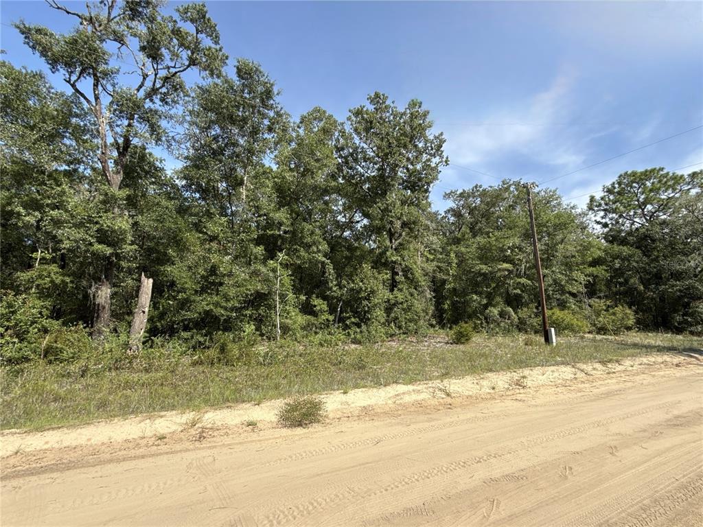 A dirt road runs alongside a wooded lot with tall trees and a utility pole — 0 GLORIA AVENUE, INTERLACHEN, FL