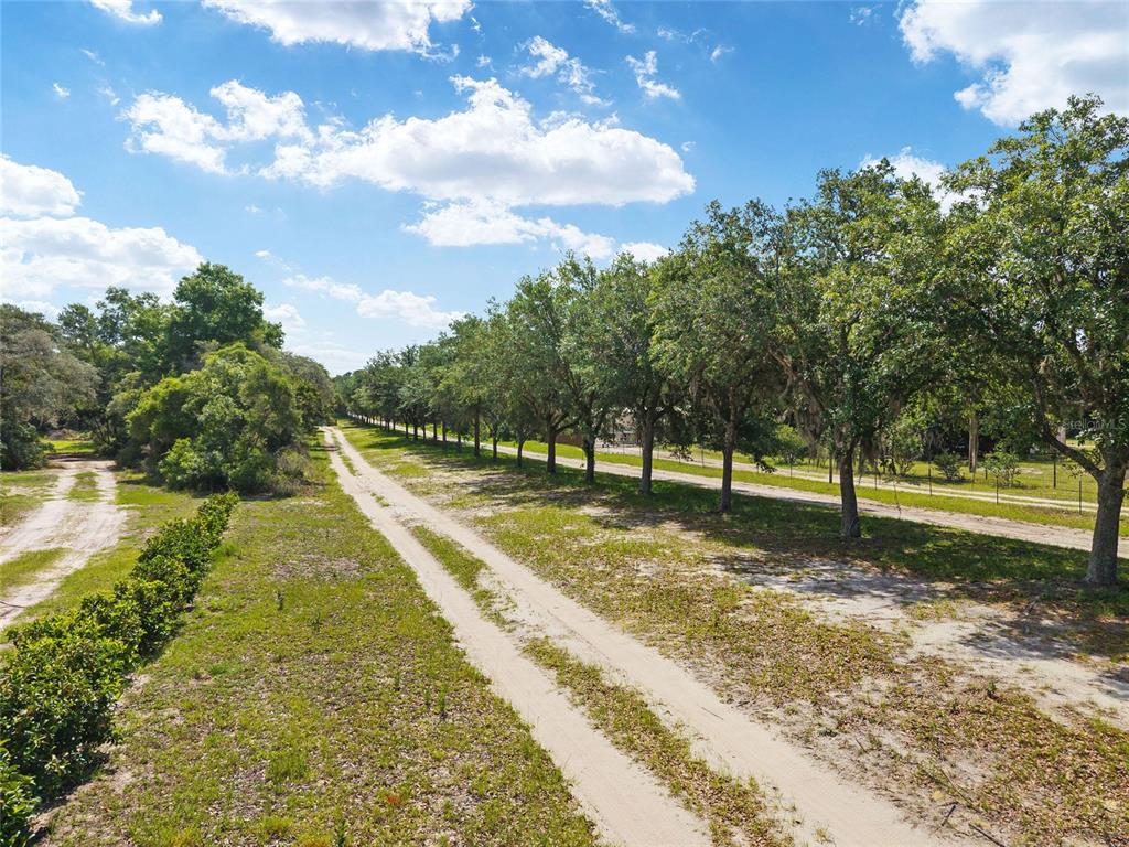 A dirt path runs alongside a row of mature trees on a grassy lot — 17171 SW 17TH CIRCLE, OCALA, FL