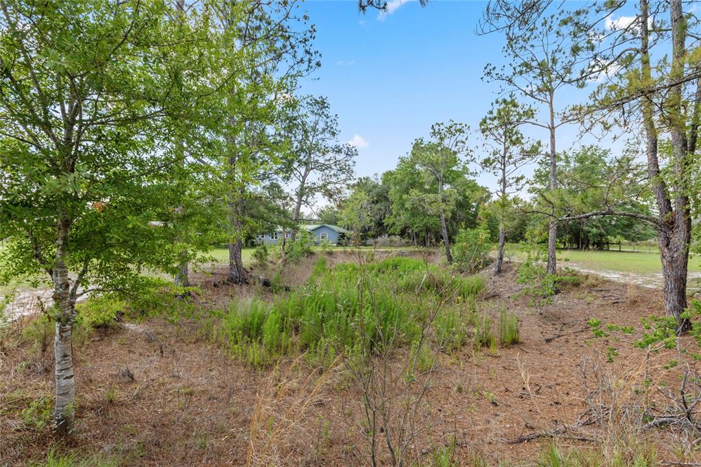 A grassy, wooded lot features a small depression in the foreground and a distant house — 11115 SW 105TH STREET, BROOKER, FL