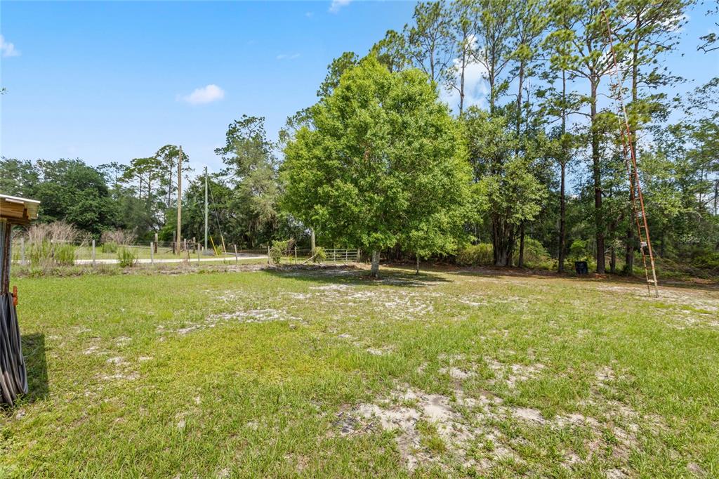 A grassy backyard features a large central tree, a fence, and tall pine trees — 11115 SW 105TH STREET, BROOKER, FL