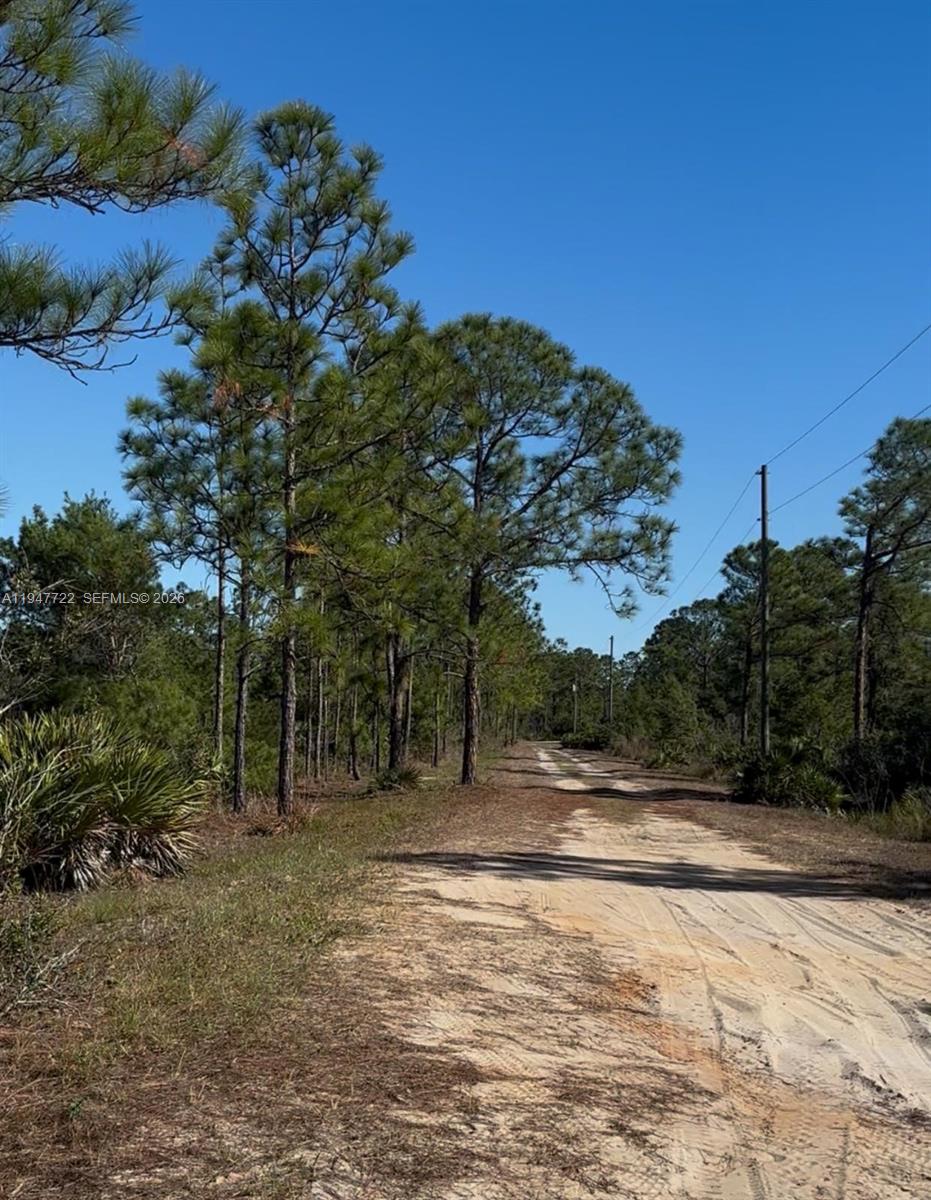A dirt road winds through a wooded area with tall pine trees under a blue sky — 1846 NOLANA AVE, Sebring FL 33875, SEBRING, FL
