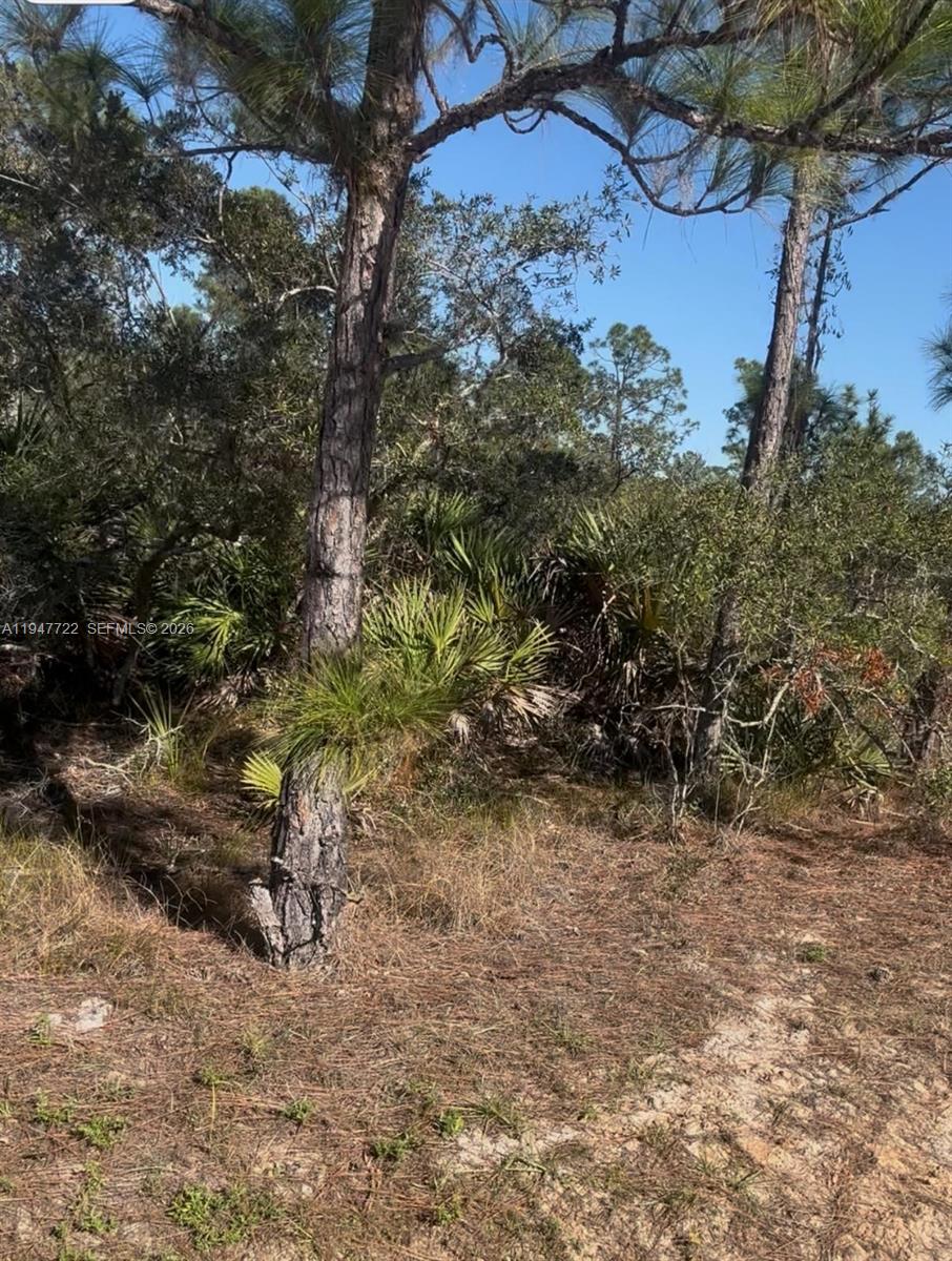 A wooded lot features pine trees and low-lying palmetto bushes under a clear blue sky — 1846 NOLANA AVE, Sebring FL 33875, SEBRING, FL