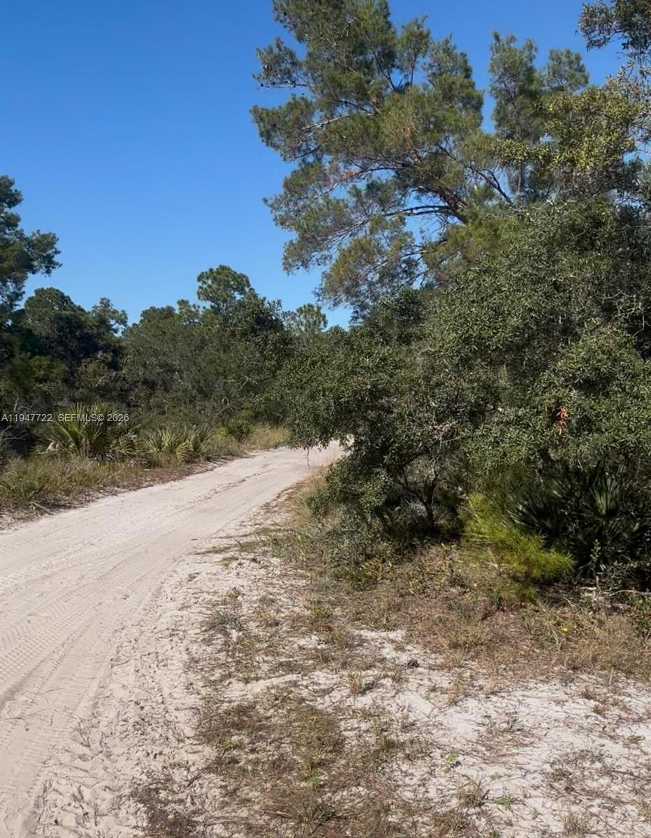 A sandy dirt road winds through a wooded area with pine and oak trees — 1846 NOLANA AVE, Sebring FL 33875, SEBRING, FL
