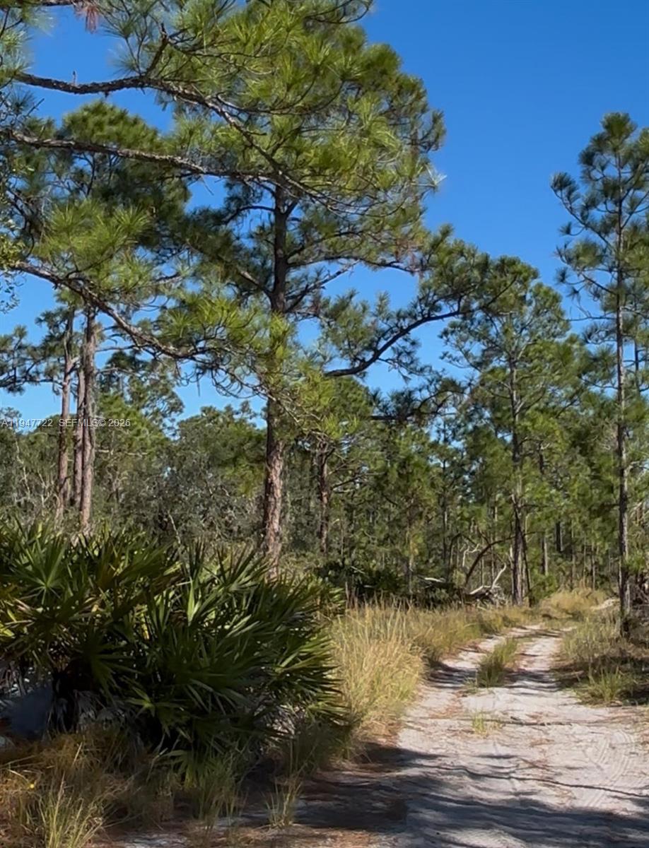 A dirt path winds through a wooded area with pine trees and palmetto bushes — 1846 NOLANA AVE, Sebring FL 33875, SEBRING, FL