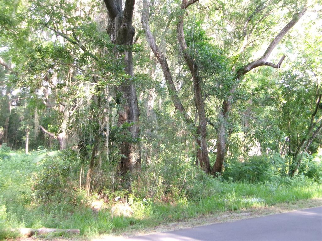 A paved road runs alongside a wooded lot with several large, mature trees — ST CLAIR STREET, WILDWOOD, FL
