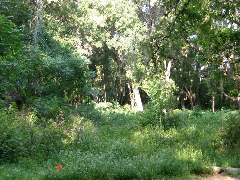 A wooded lot with dense green vegetation and tall trees under a bright sky — ST CLAIR STREET, WILDWOOD, FL