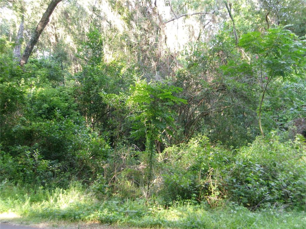 A dense, wooded lot with various trees, shrubs, and undergrowth viewed from a roadside — ST CLAIR STREET, WILDWOOD, FL