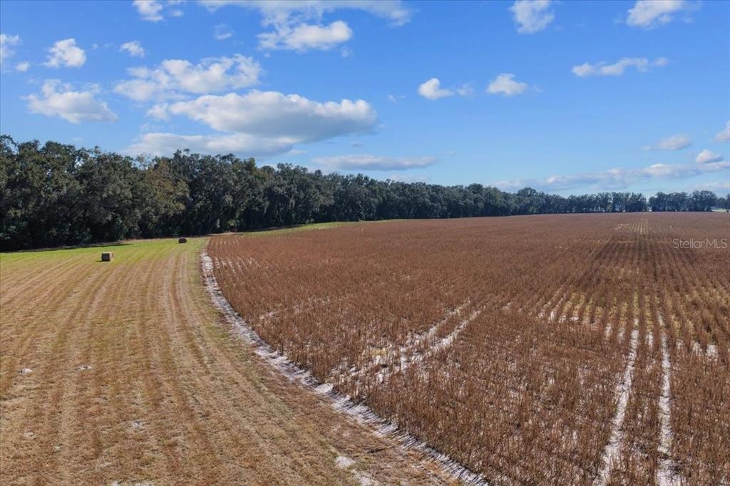 A large, harvested field sits under a blue sky next to a line of trees — TBD NE 150 STREET, TRENTON, FL