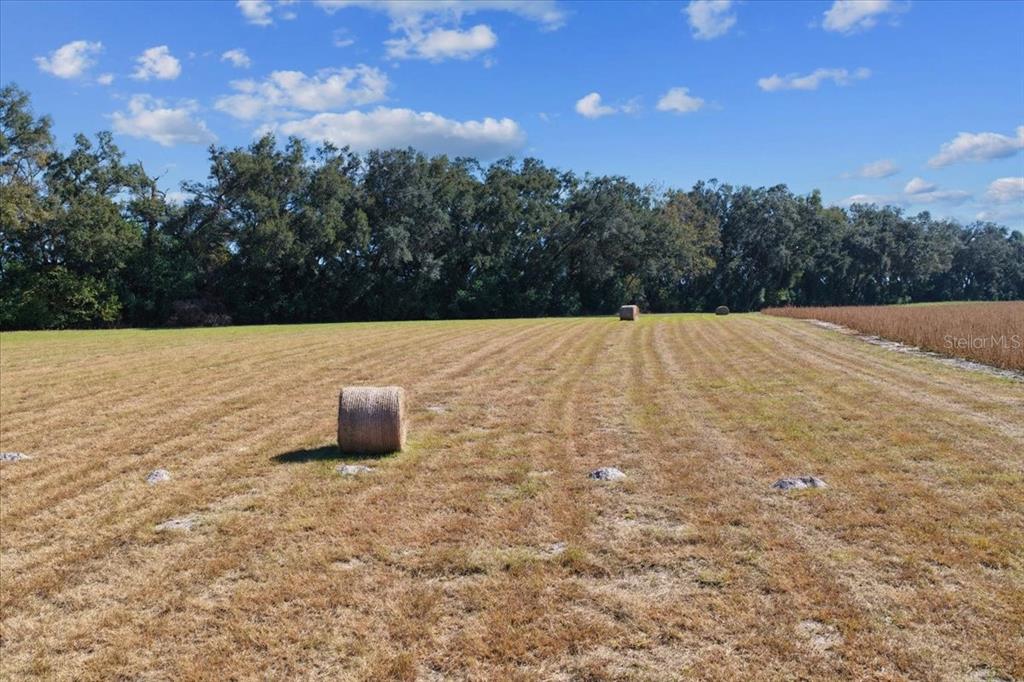 A large, dry, grassy field features several round hay bales under a blue sky — TBD NE 150 STREET, TRENTON, FL