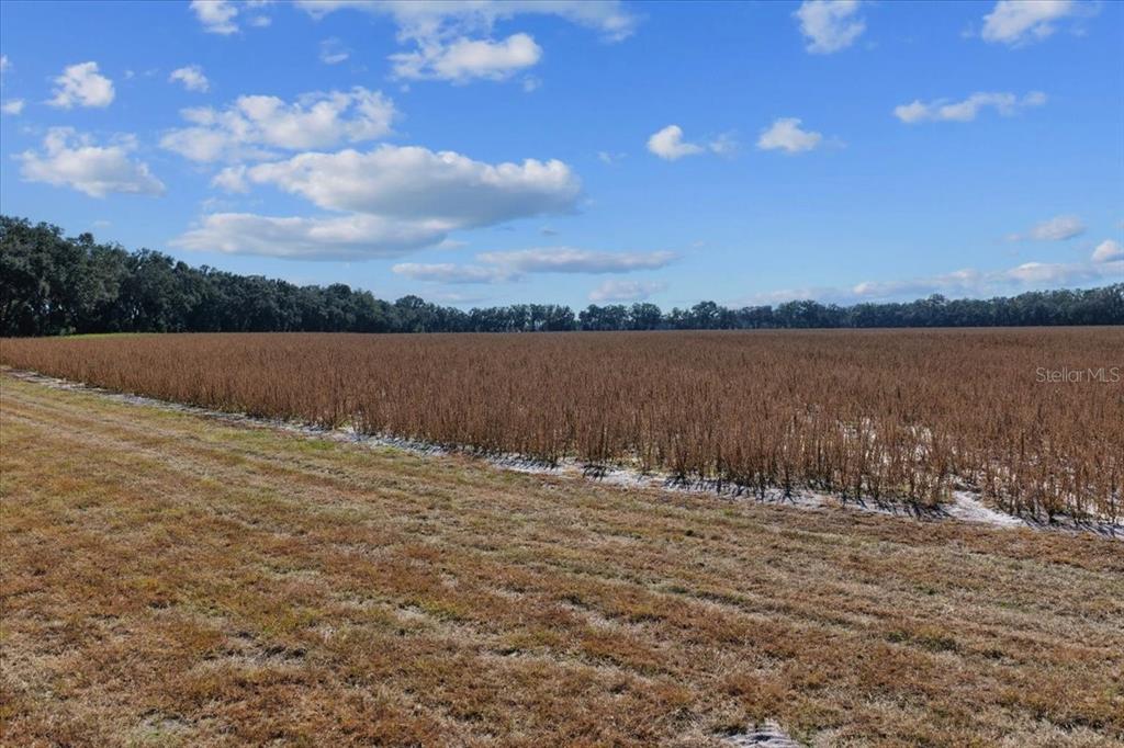A large, harvested field sits under a blue sky with scattered clouds — TBD NE 150 STREET, TRENTON, FL