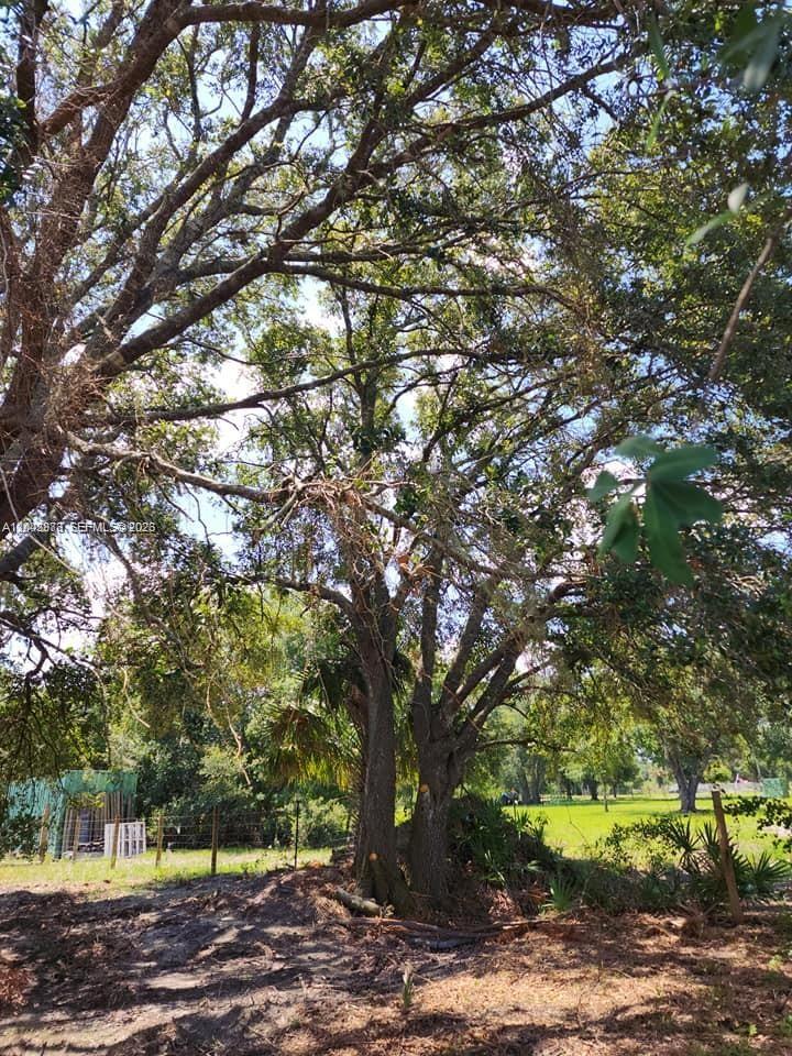A large, mature oak tree stands in a grassy, partially cleared outdoor lot — 18611 NW 304 st, Okeechobee FL 34972, OKEECHOBEE, FL