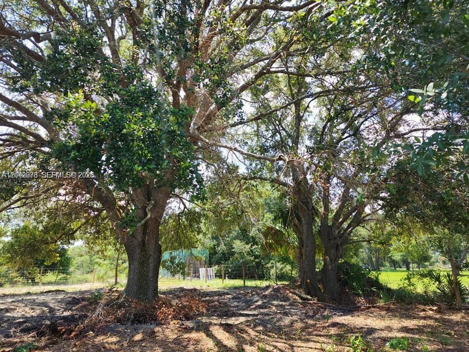 Two large, mature oak trees stand in a grassy, partially shaded outdoor lot — 18611 NW 304 st, Okeechobee FL 34972, OKEECHOBEE, FL