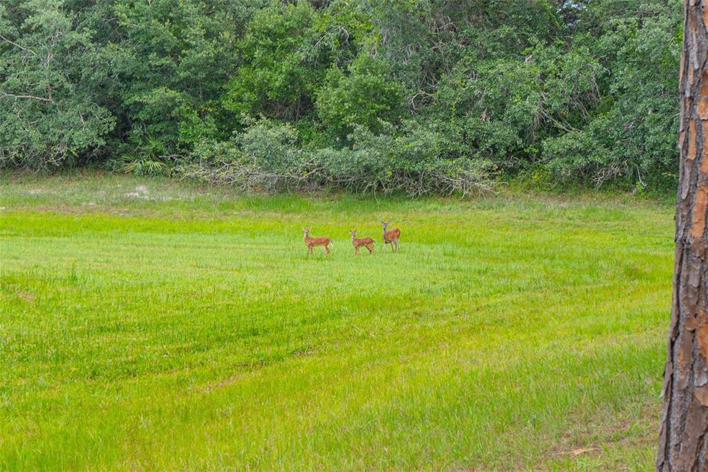 Three deer stand in a grassy field in front of a dense line of trees — 361 LAKE LENELLE DRIVE, CHULUOTA, FL