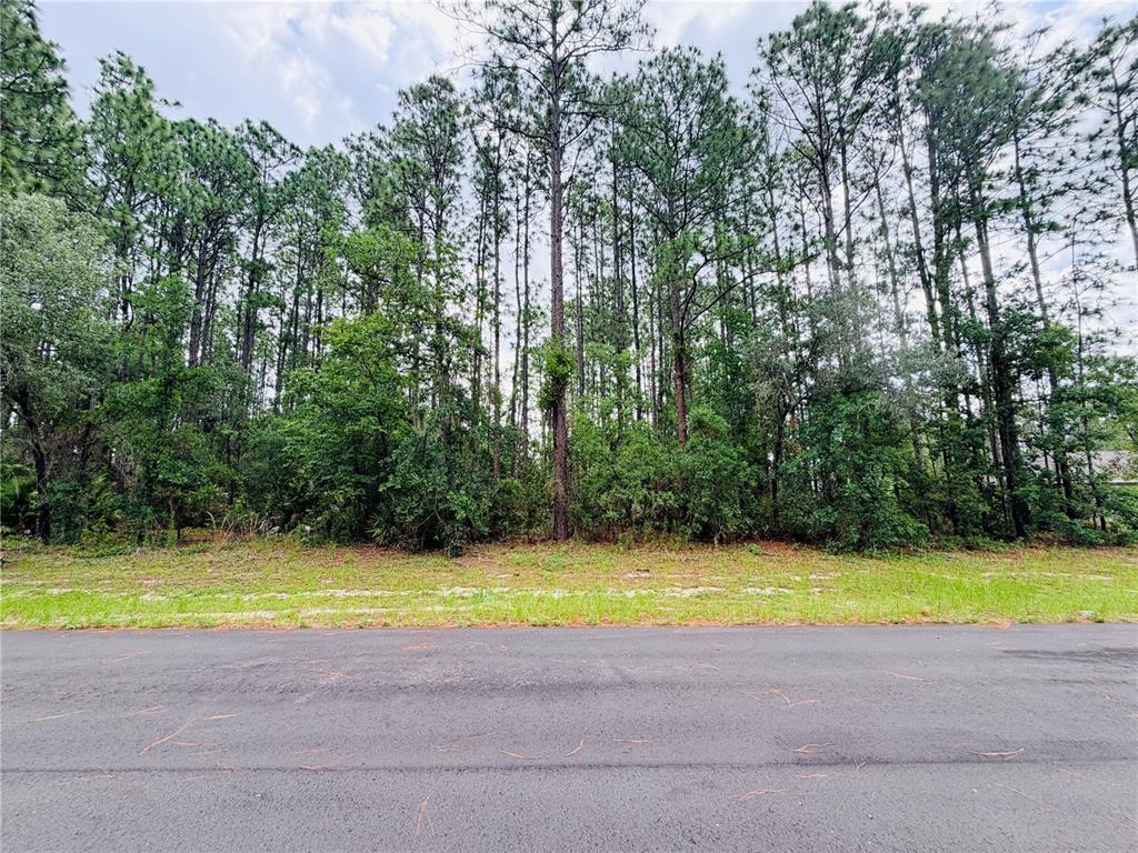 A paved road runs in front of a wooded lot with tall pine trees — 13873 SW 80TH COURT, OCALA, FL
