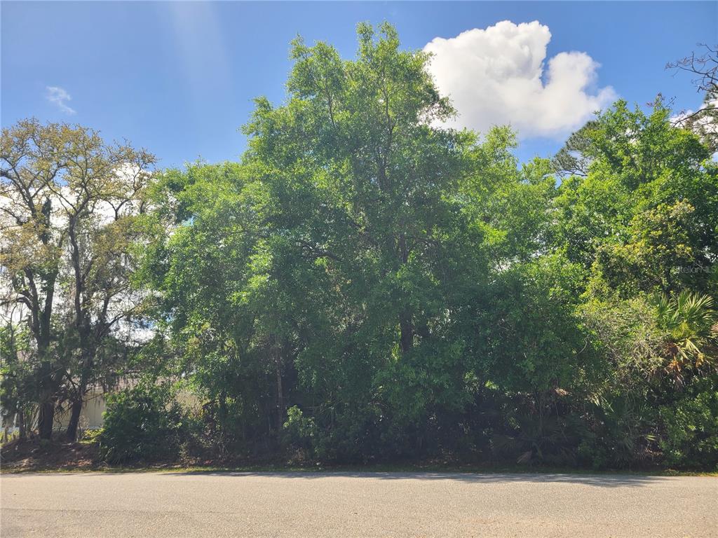 A dense cluster of mature green trees stands behind an asphalt road under a sky — 17 FARVER LANE, PALM COAST, FL