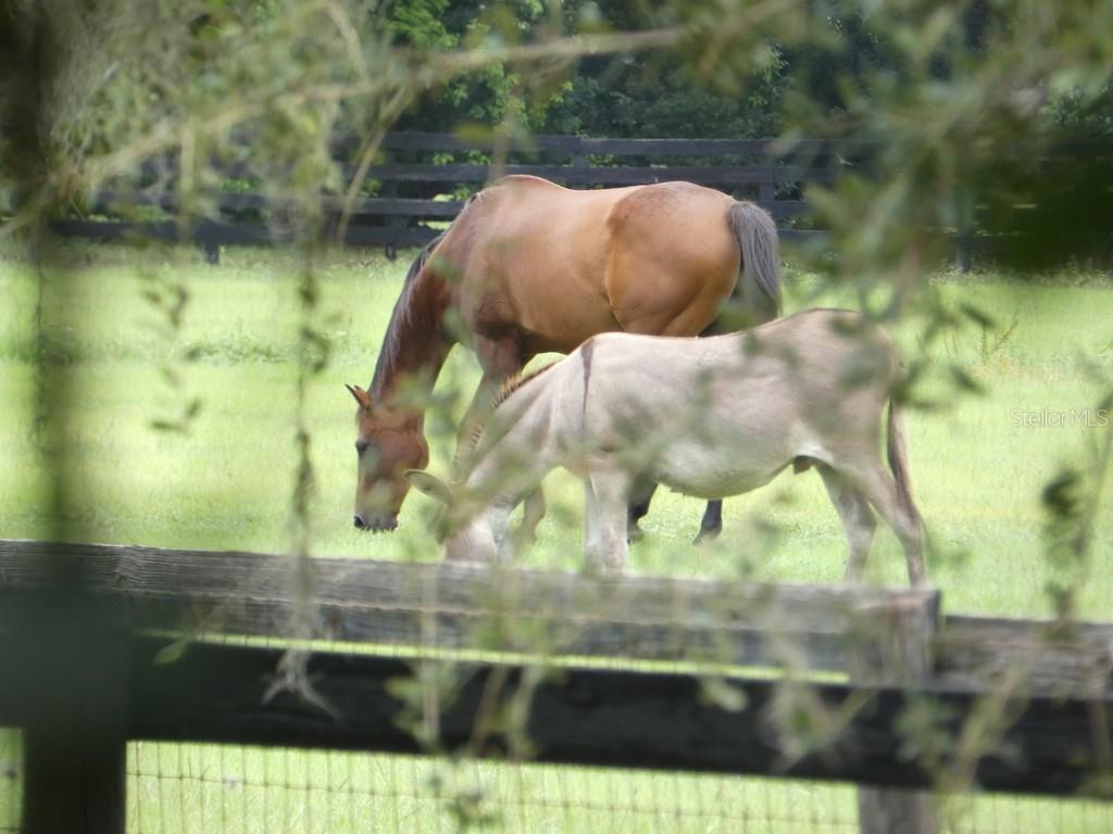 A brown horse and a light-colored donkey graze together in a grassy fenced pasture — 6200 ASHFIELD PLACE, WESLEY CHAPEL, FL