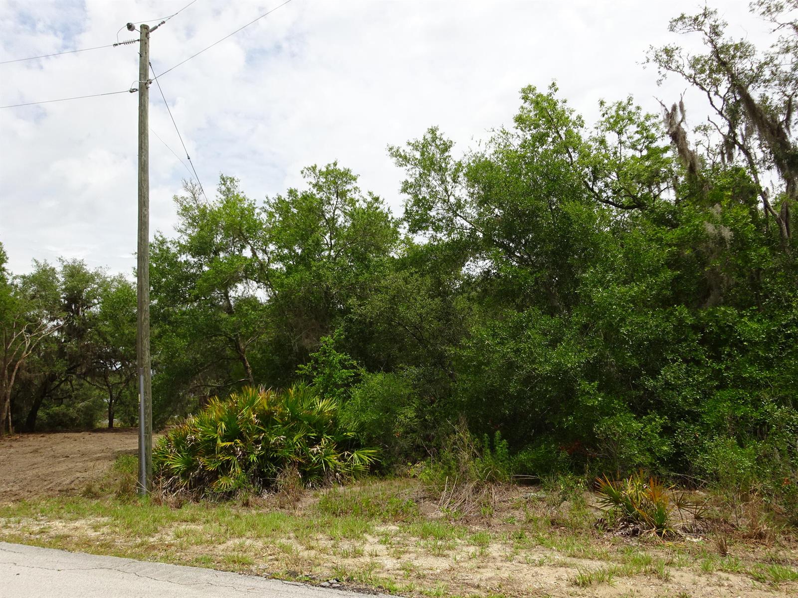 A utility pole stands beside a wooded lot with a large saw palmetto in the foreground — 2208 SW Shorewood Drive, FL 34431, FL