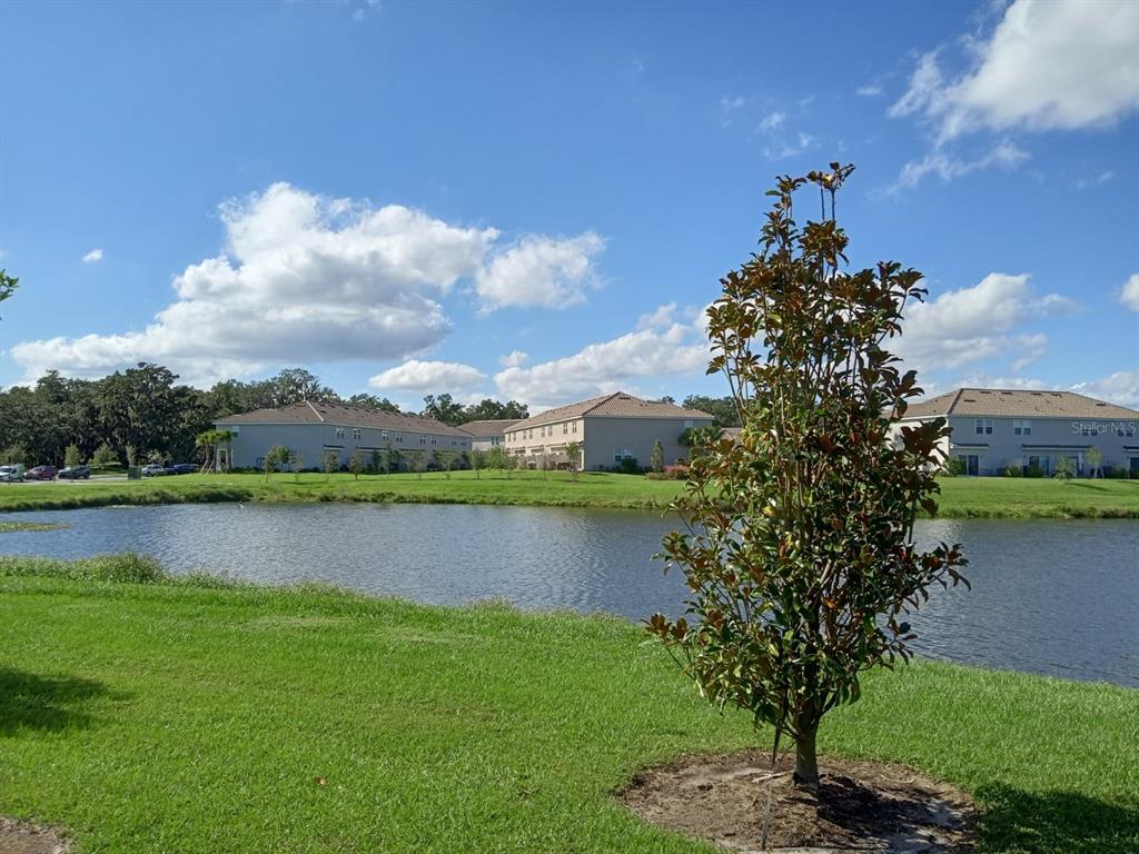 A view of a pond with a young tree in the foreground and apartment buildings — 3604 LANDING NET DRIVE, KISSIMMEE, FL