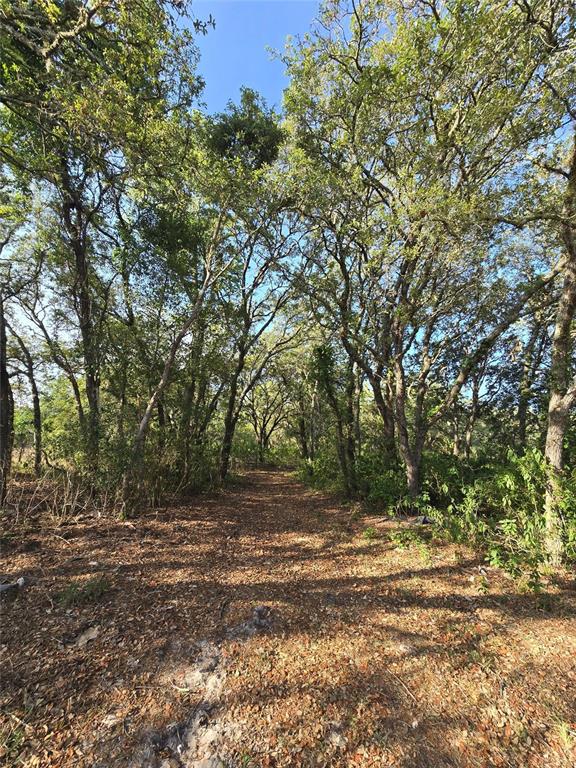 A dirt path leads through a wooded area with tall trees and scattered fallen leaves — 14515 GIDDYUP LANE, HUDSON, FL