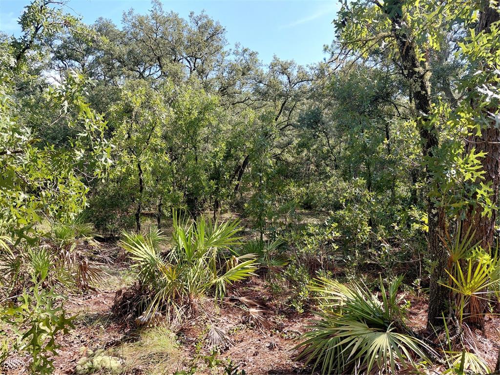 A wooded lot features dense trees, shrubs, and palmetto plants under a clear blue sky — WHEYSTONE DRIVE, WEBSTER, FL