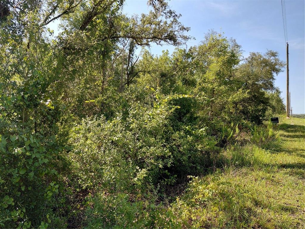 A dense, wooded lot with a utility pole and a small sign on the right — WHEYSTONE DRIVE, WEBSTER, FL