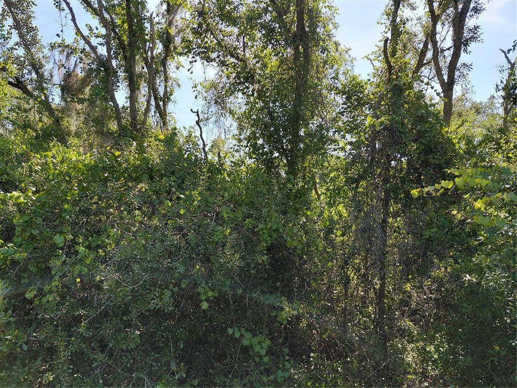 A dense thicket of trees and overgrown vegetation fills the frame under a bright sky — WHEYSTONE DRIVE, WEBSTER, FL