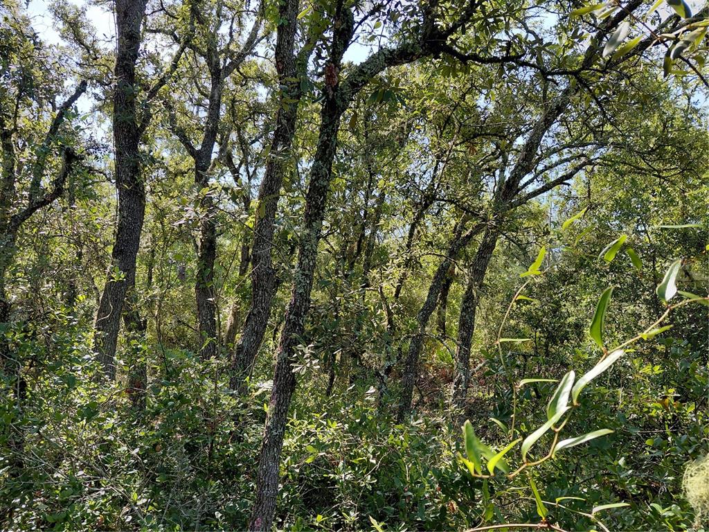 A dense forest with mature oak trees and thick underbrush under a bright sky — WHEYSTONE DRIVE, WEBSTER, FL