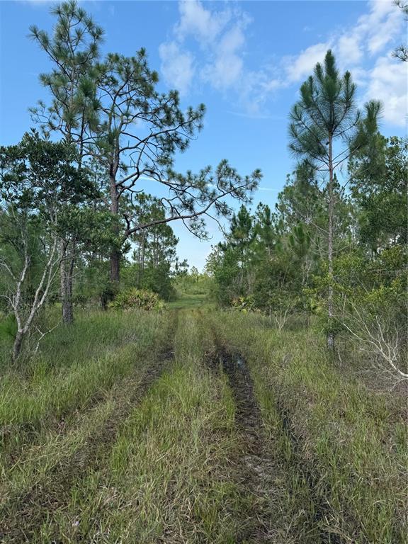 A dirt path with tire tracks leads through a grassy field surrounded by pine trees — HOLOPAW GROVES ROAD Lot 99 & 100, ST CLOUD, FL